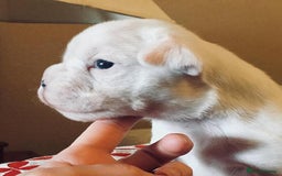 Boxer dogs for sale: !!Beautiful boxers available - Image 11