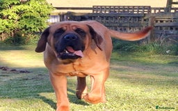 Mastiff dogs for sale: KC English Mastiff puppies - Image 14