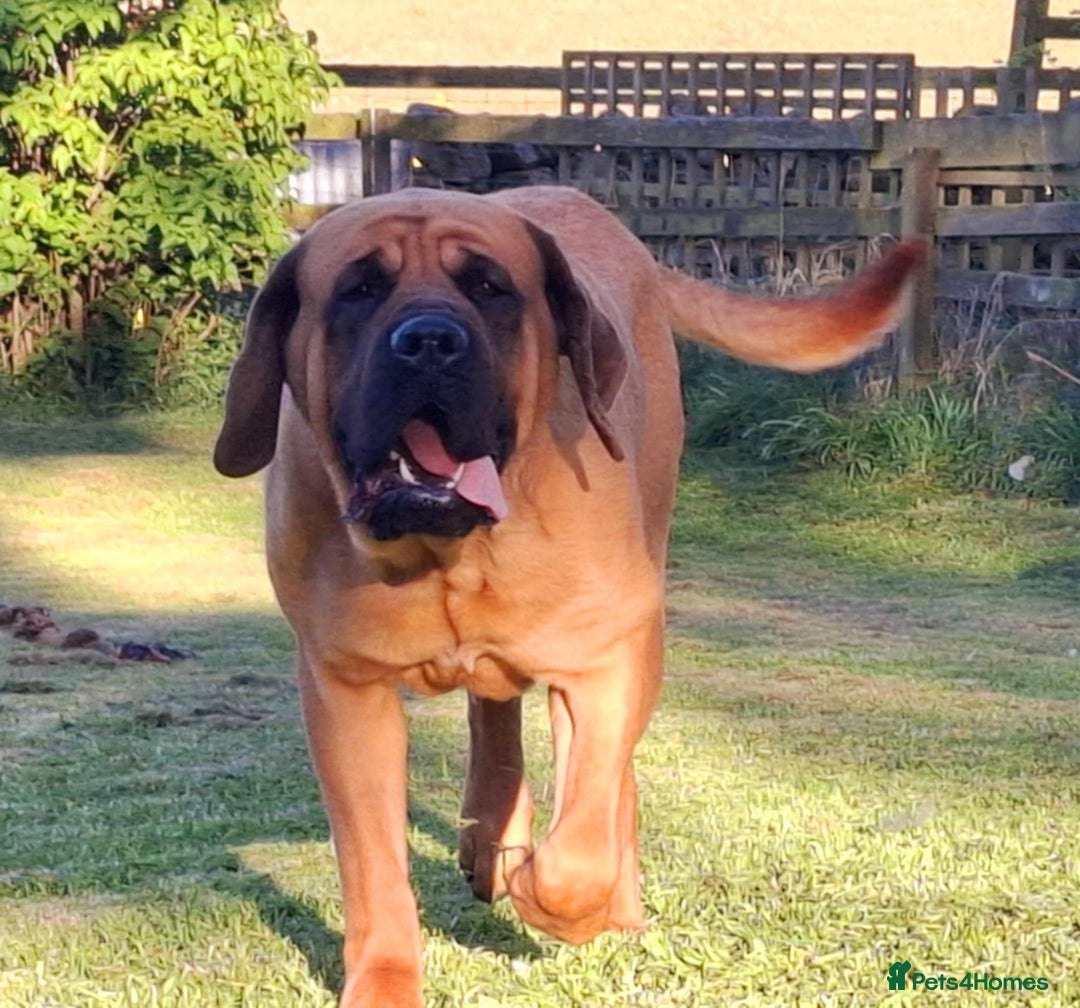 Mastiff dogs for sale: KC English Mastiff puppies - Image 14