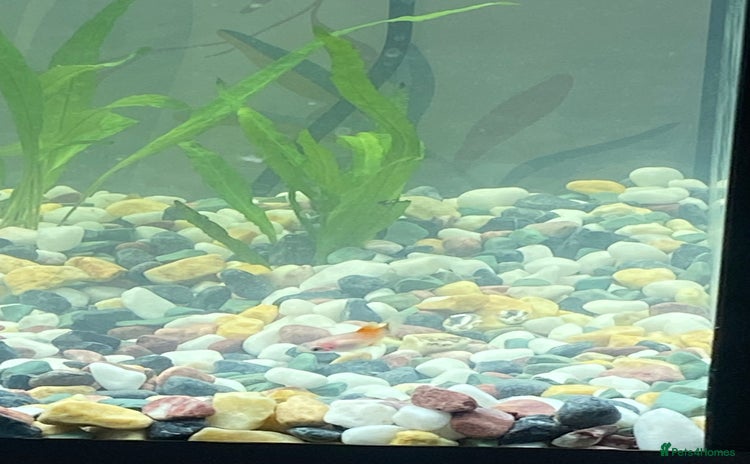 Platies fish - Advert 2