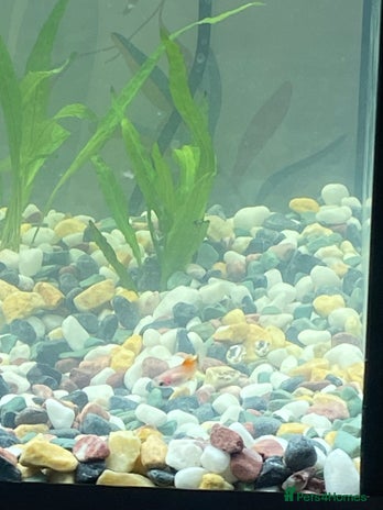 Platies fish - Advert 8