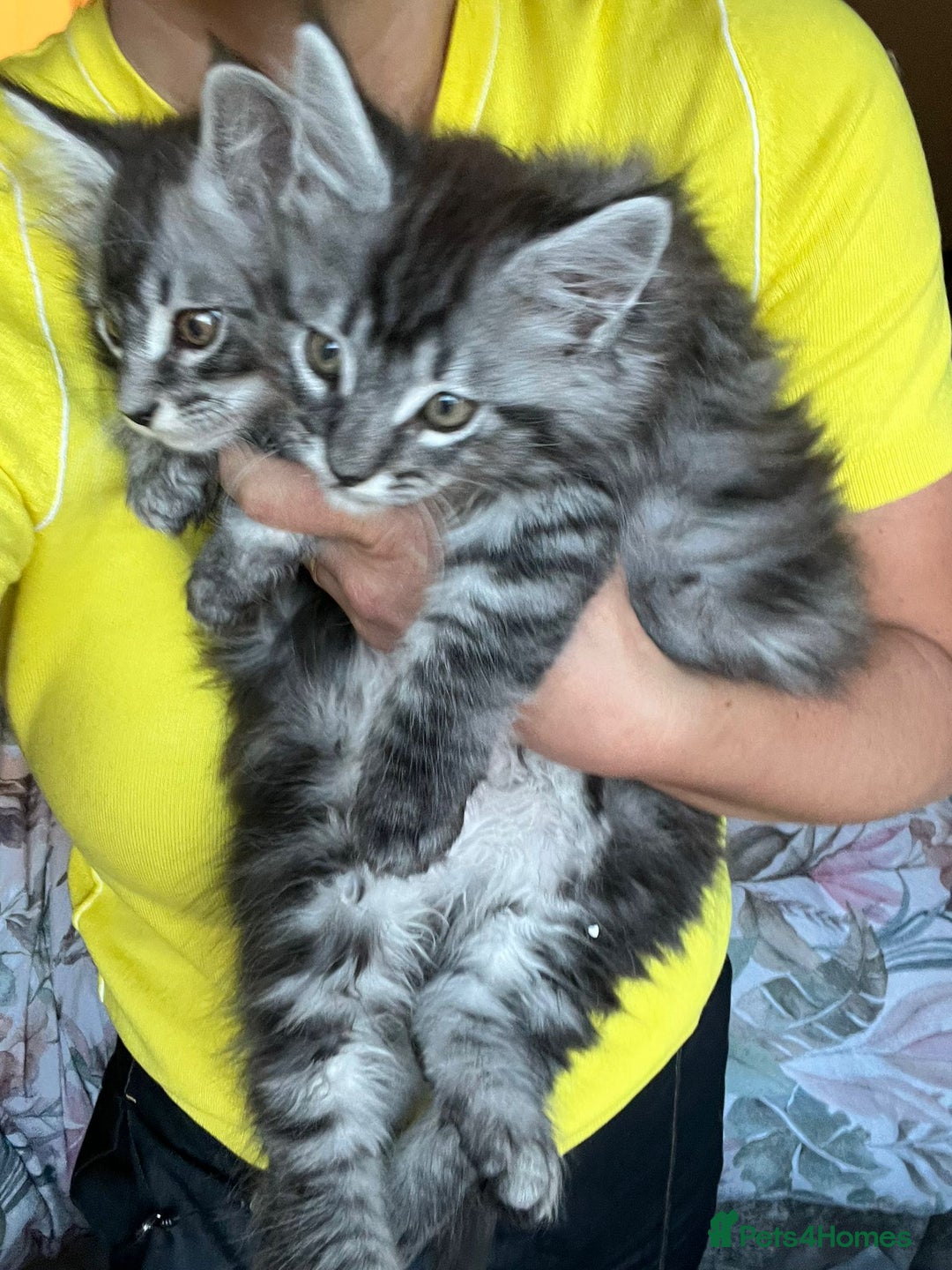 Maine Coon cats for sale: Tiny Tigers, Maine Coon Kittens for Sale - Advert 8