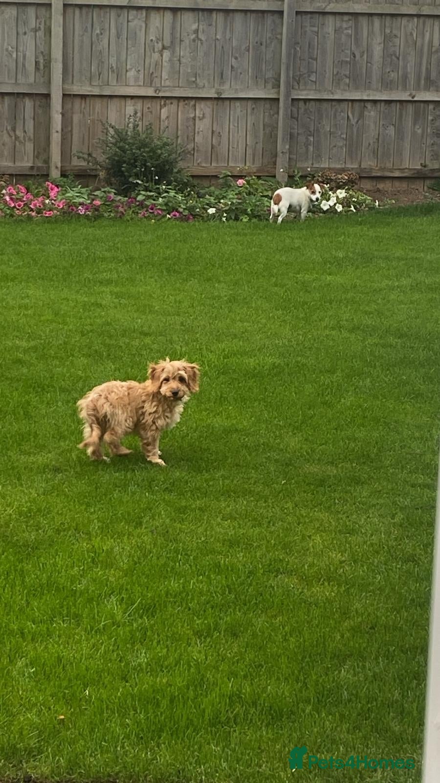 Cockapoo dogs Puppy . Price Reduction - Advert 6