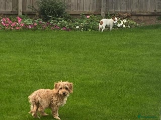 Cockapoo dogs Puppy - Advert 1