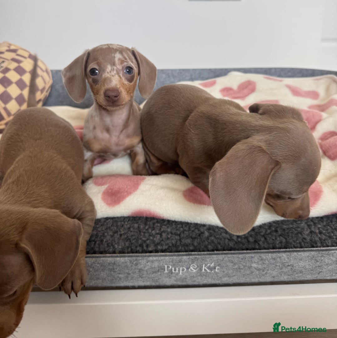 Miniature Dachshund dogs for sale: Miniature dachshunds for sale  - Image 8