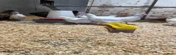 Chickens poultry for sale: Mixed breed Chickens 8 week - Advert 4