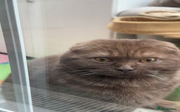 Scottish Fold cats for sale: Scottish fold male chocolate - Image 2