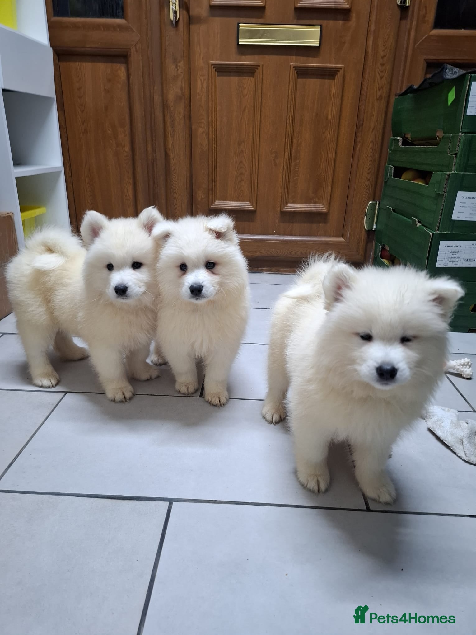 Samoyed dogs Beautiful Purebred Samoyed Puppies – Ready Now! - Advert 6