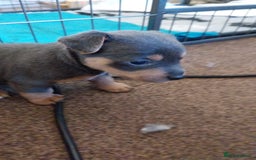 Jack Russell dogs for sale: Wenlock  jack russel puppies  - Image 4