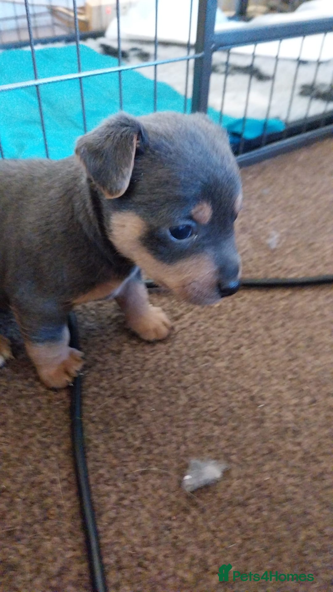 Jack Russell dogs for sale: Wenlock  jack russel puppies  - Image 4