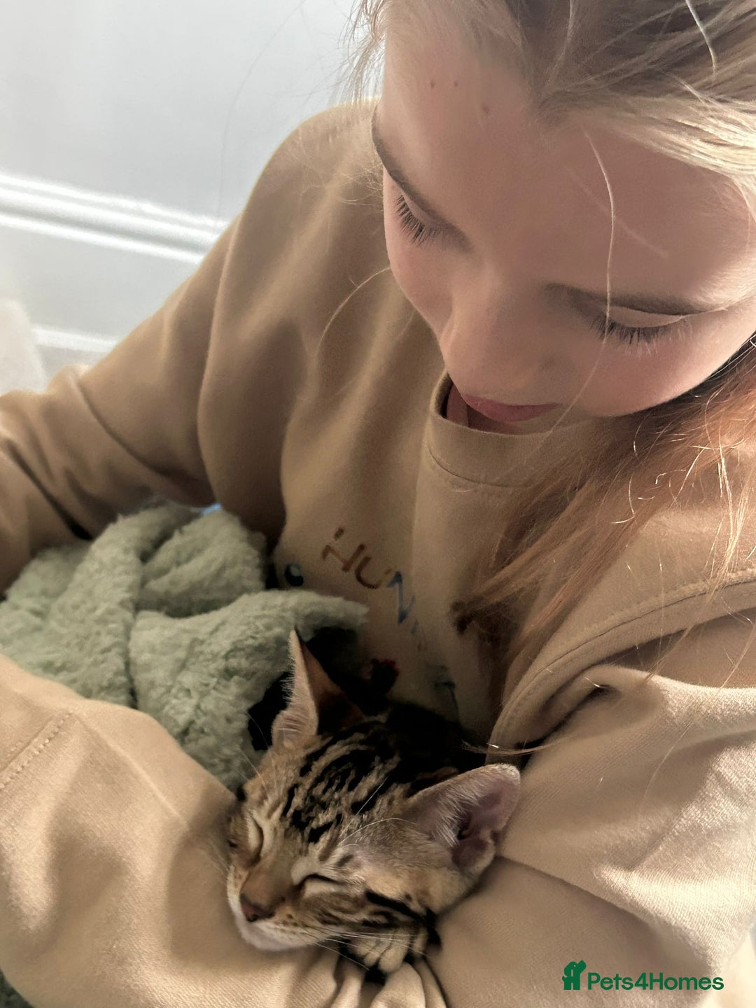 Bengal cats for sale: Stunning Bengal Kitten - Advert 9