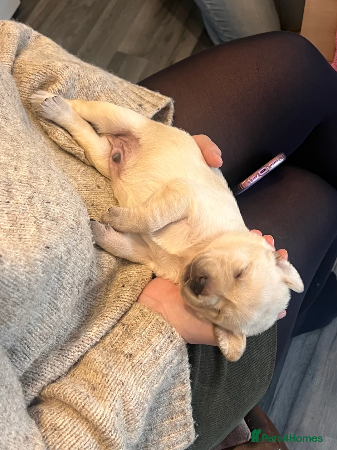 Labrador Retriever dogs for sale: Labrador retriever puppies  - Advert 14