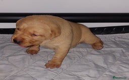 Labrador Retriever dogs for sale: Gorgeous female labrador puppy available Oct 4th  - Image 16