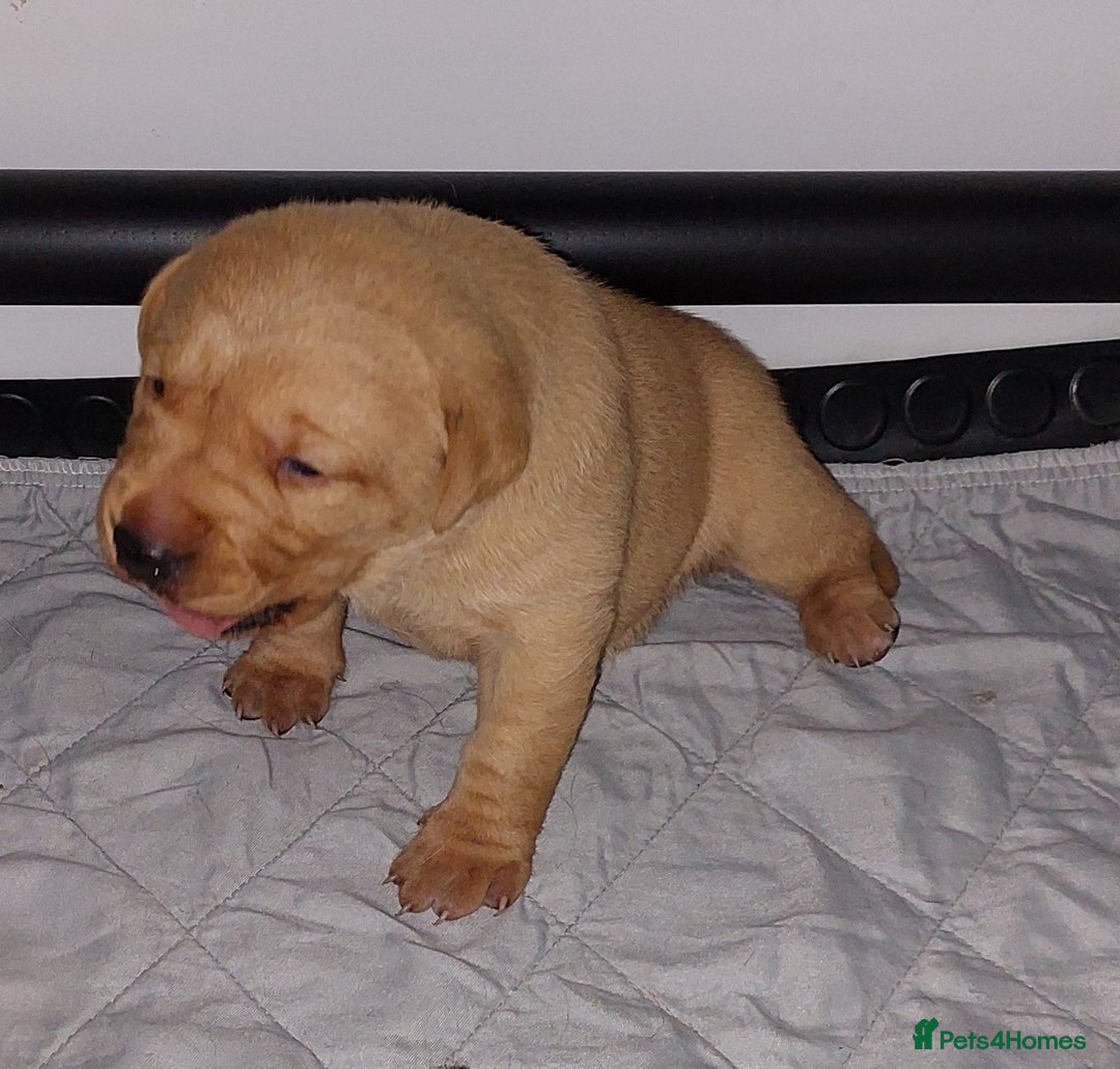 Labrador Retriever dogs for sale: Gorgeous female labrador puppy available Oct 4th  - Image 16