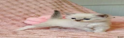 Ragdoll cats for sale: ✨ Exceptional Ragdoll Kittens Ready to Reserve ✨ - Advert 4