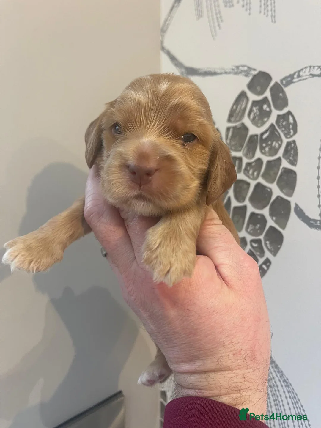 Cocker Spaniel dogs for sale: Show Cocker Spaniel - Advert 3