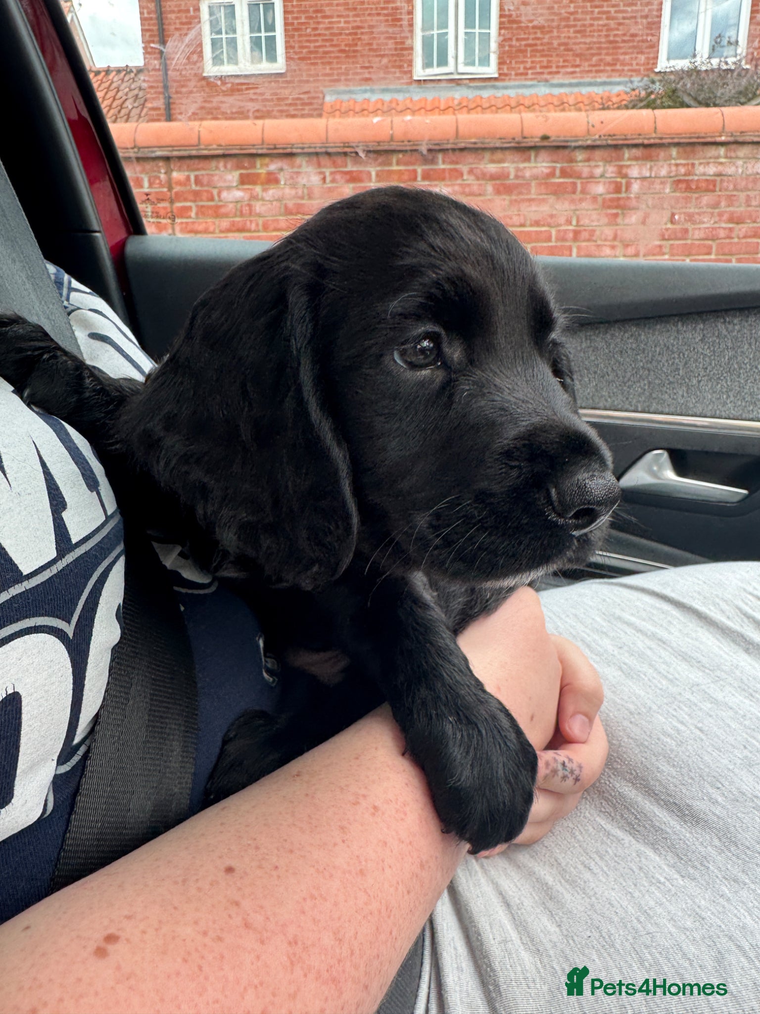 Sprocker dogs Energetic Sprockers for Sale  - Advert 1
