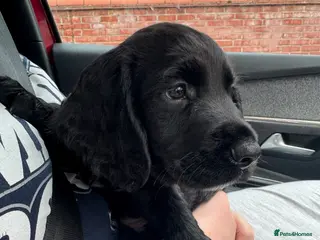 Sprocker dogs Energetic Sprockers for Sale - Advert 1