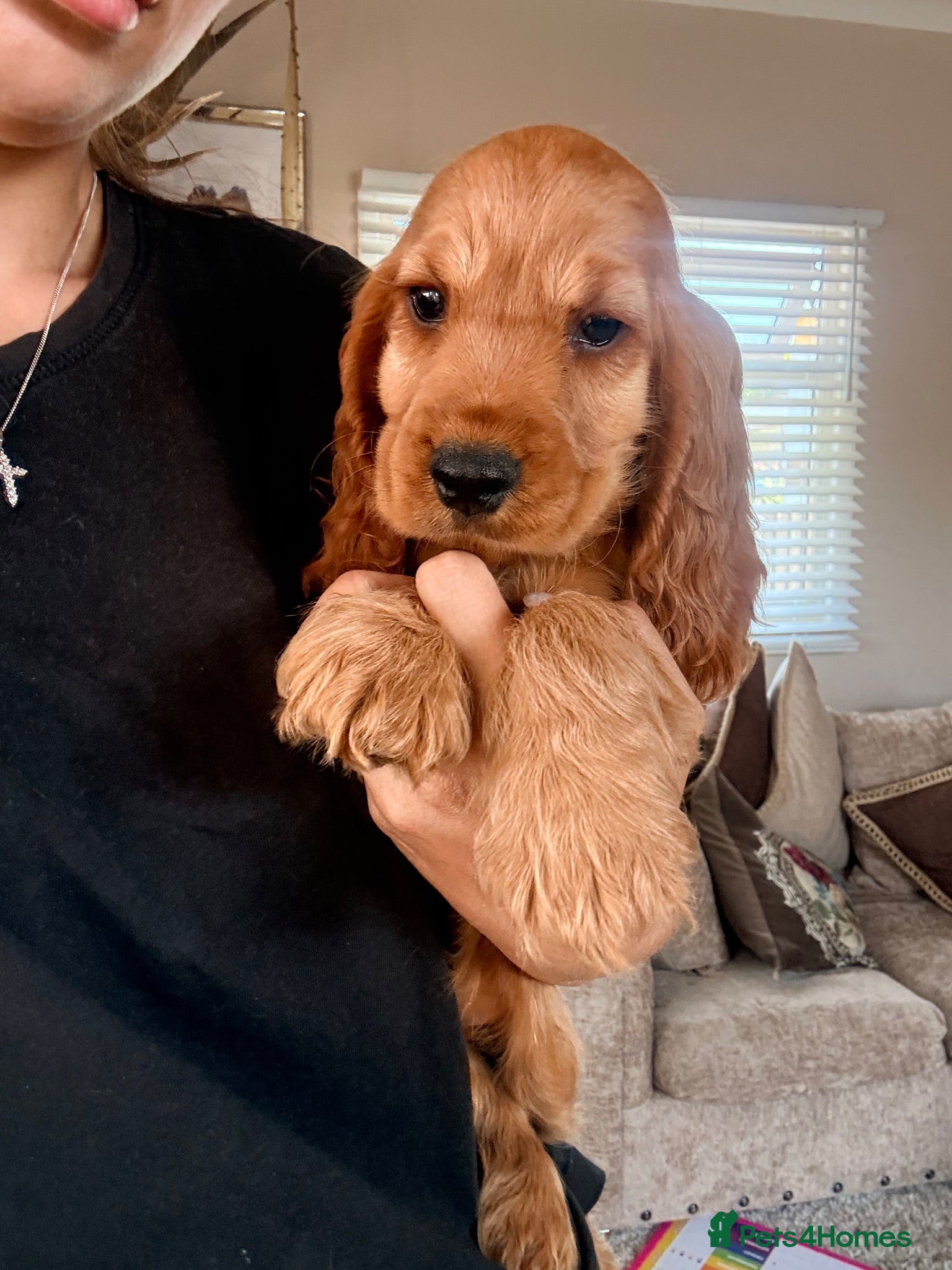 Cocker Spaniel dogs 3BOYS left . KC registered cocker spaniels - Advert 9