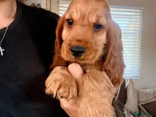 Cocker Spaniel dogs 3BOYS left . KC registered cocker spaniels - Advert 9