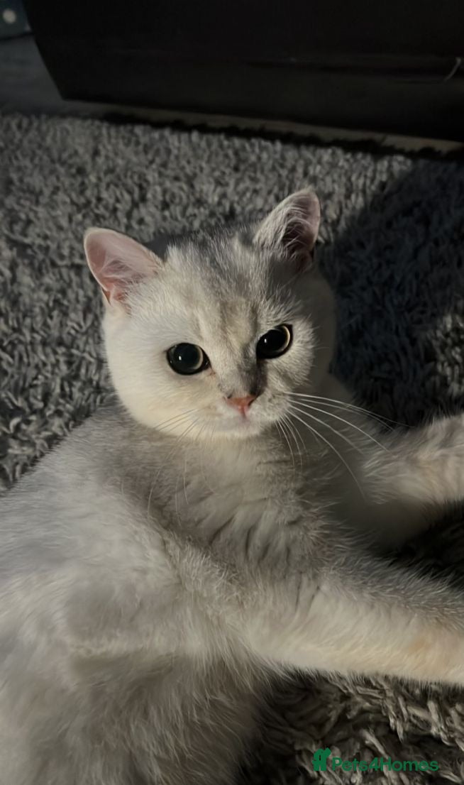 British Shorthair cats Mochi for re-home - Advert 16