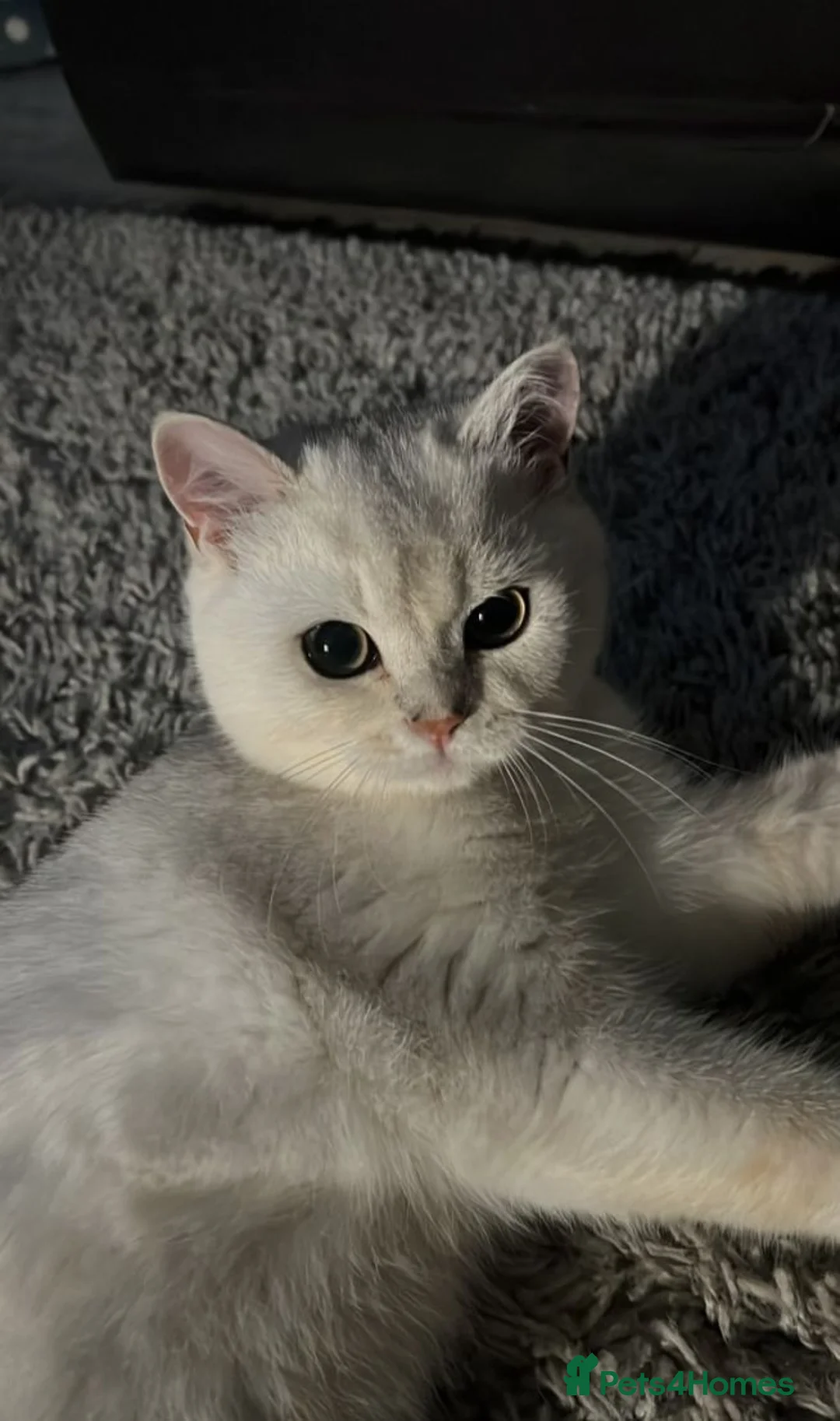 British Shorthair cats for sale: Mochi for re-home in Barnet - Advert 1
