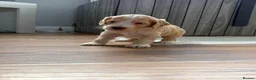 Cockapoo dogs for sale: Show quality litter of F2 cockerpoos 🌈 - Advert 8