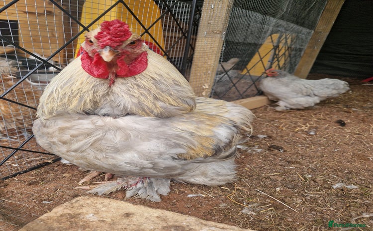 Chickens poultry - Advert 12