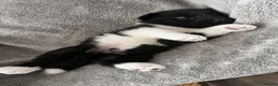 Akita dogs for sale: Beautiful Chunky American Akita Puppies - Advert 26