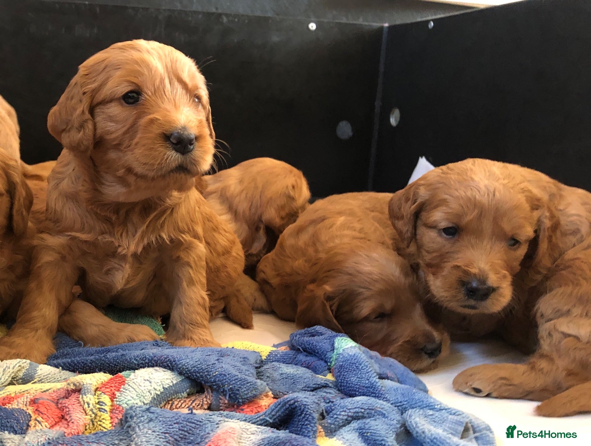 Mini Goldendoodle dogs Fox Red F1 Miniature Goldendoodle 100% DNA Clear - Advert 1