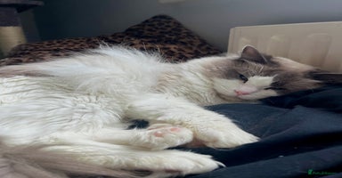 Ragdoll cats 3 year old blue point bicolour ragdoll - Advert 10