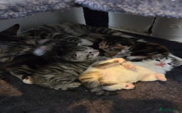 Mixed Breed cats for sale: Mixed colour tabby kittens - Image 20