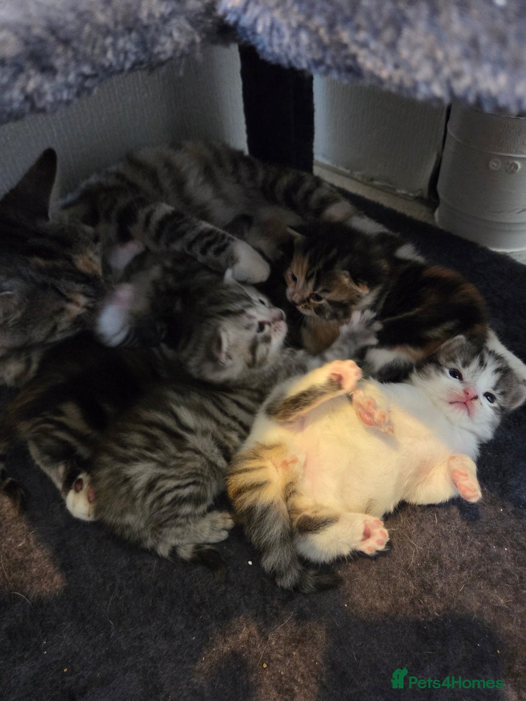 Mixed Breed cats for sale: Mixed colour tabby kittens - Image 20
