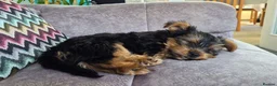 Yorkshire Terrier dogs for sale: Yorkshire terrier puppies in Newport - Advert 2