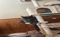 Maine Coon cats for sale: Maincoon  - Image 2