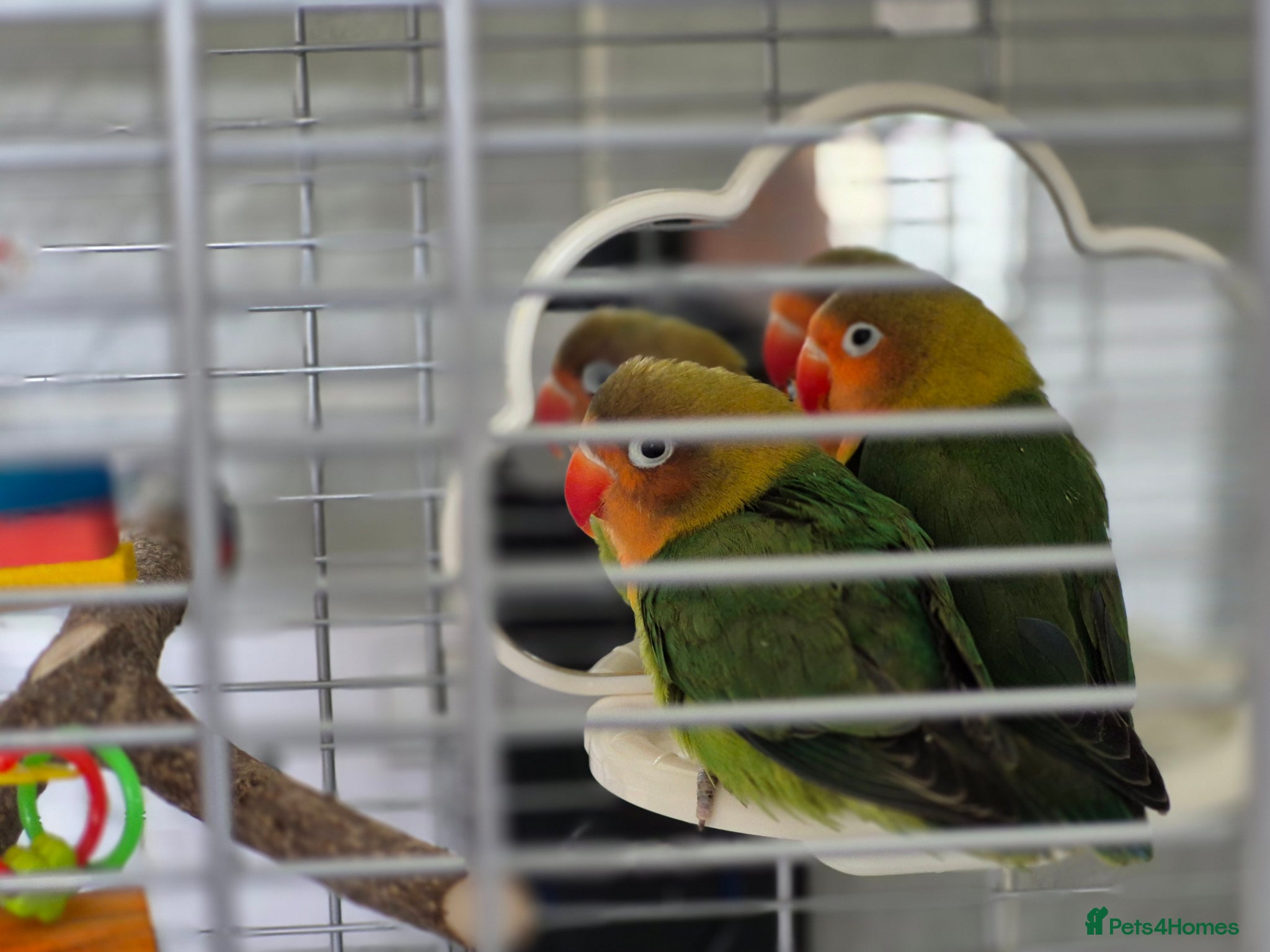 Lovebirds birds Two Baby Lovebirds - Advert 2