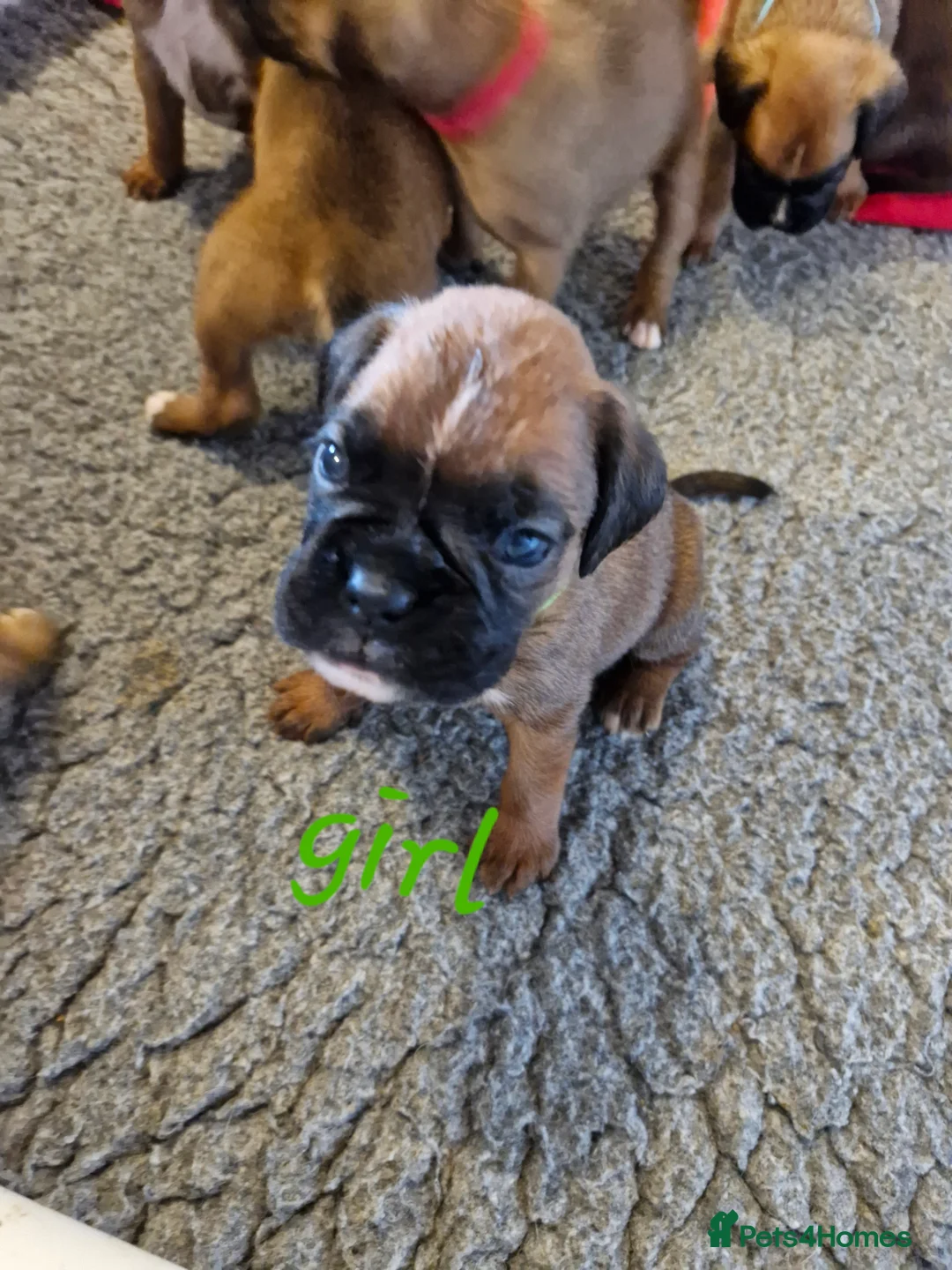 Boxer dogs for sale: STUNNING GORGEOUS KC PUPPIES  - Advert 2