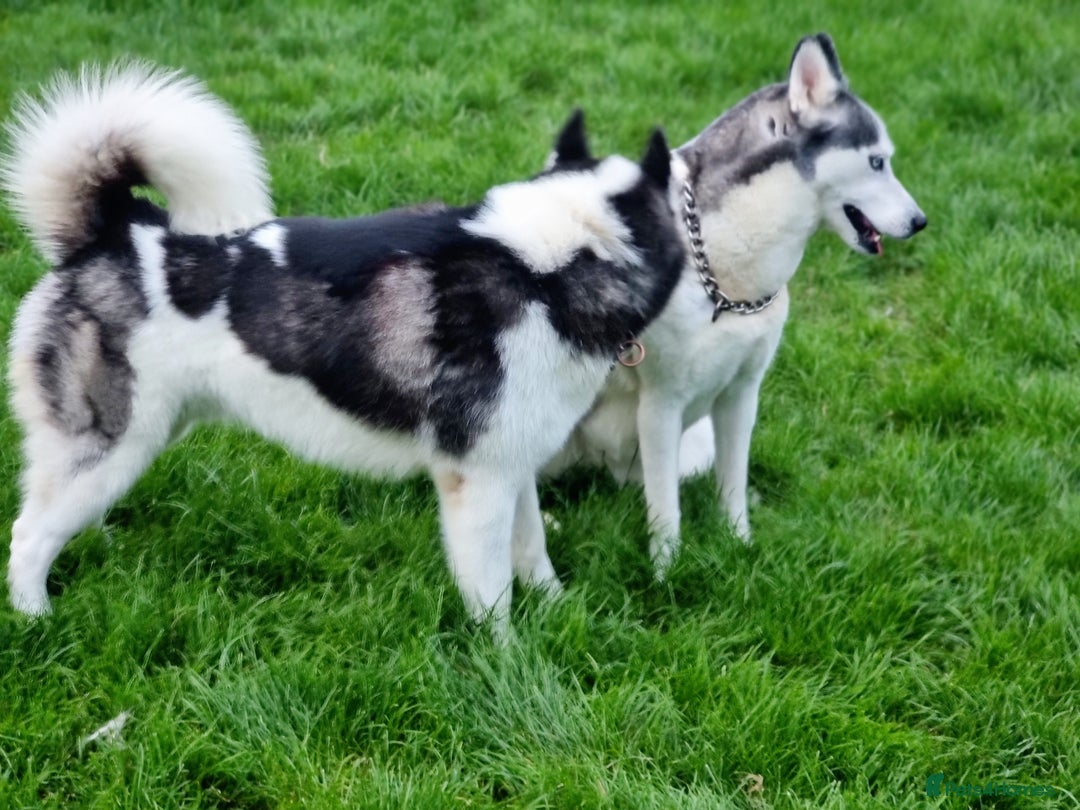 Siberian Husky dogs for sale: Two beautiful husky for rehoming  - Image 10