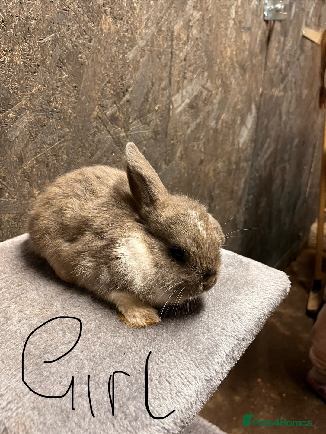 Mini Lop rabbits for sale: Mini lop  - Advert 3