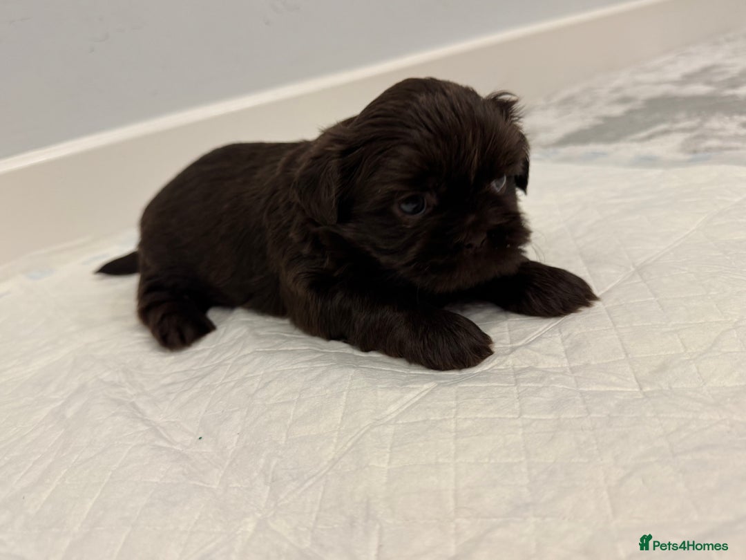 Shih Tzu dogs for sale: ✨ Exceptional Shih Tzu Puppies – Available✨ - Advert 13