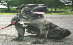 Mixed Breed dogs for sale: Cane corso x  - Advert 7