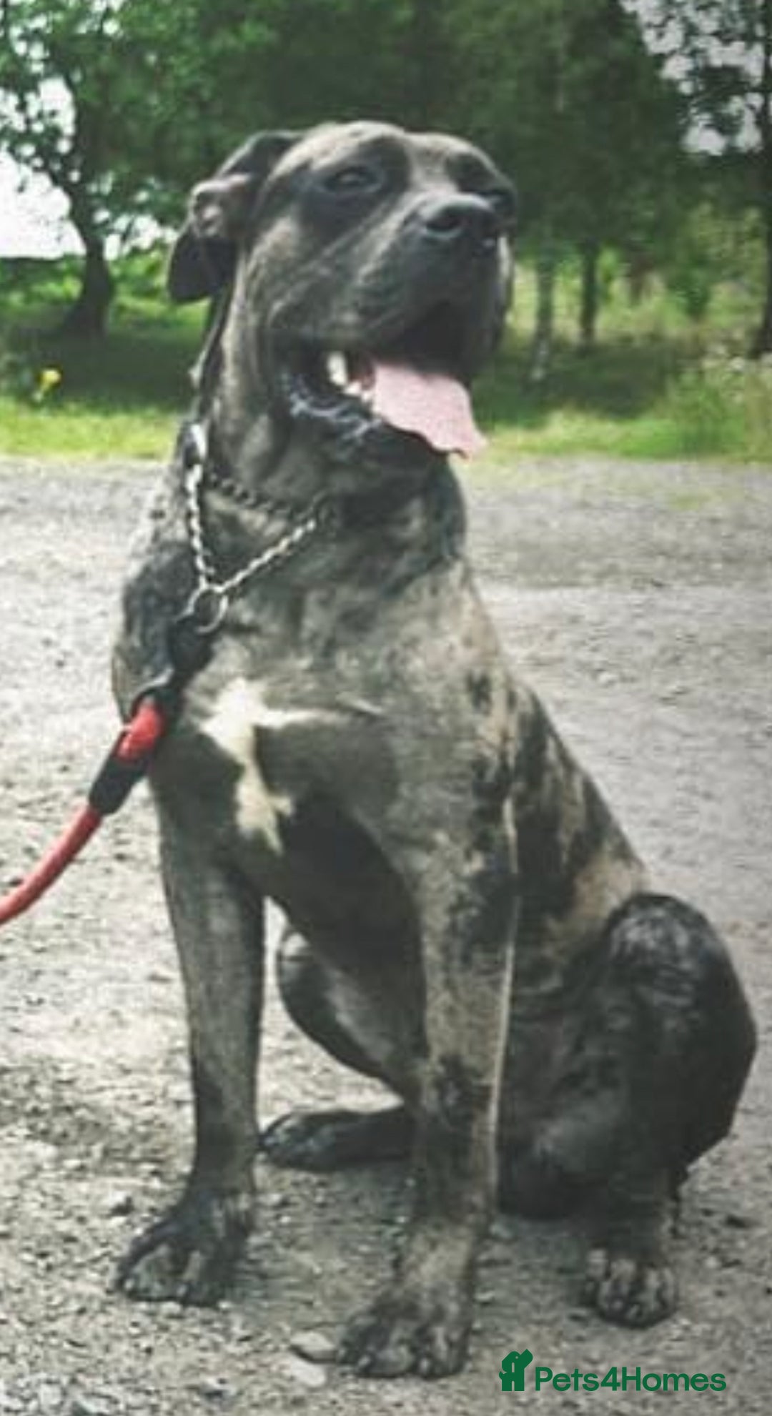 Mixed Breed dogs for sale: Cane corso x  - Advert 7