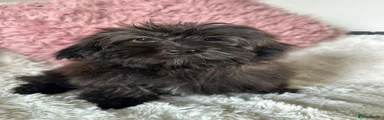 Cavapoo 5