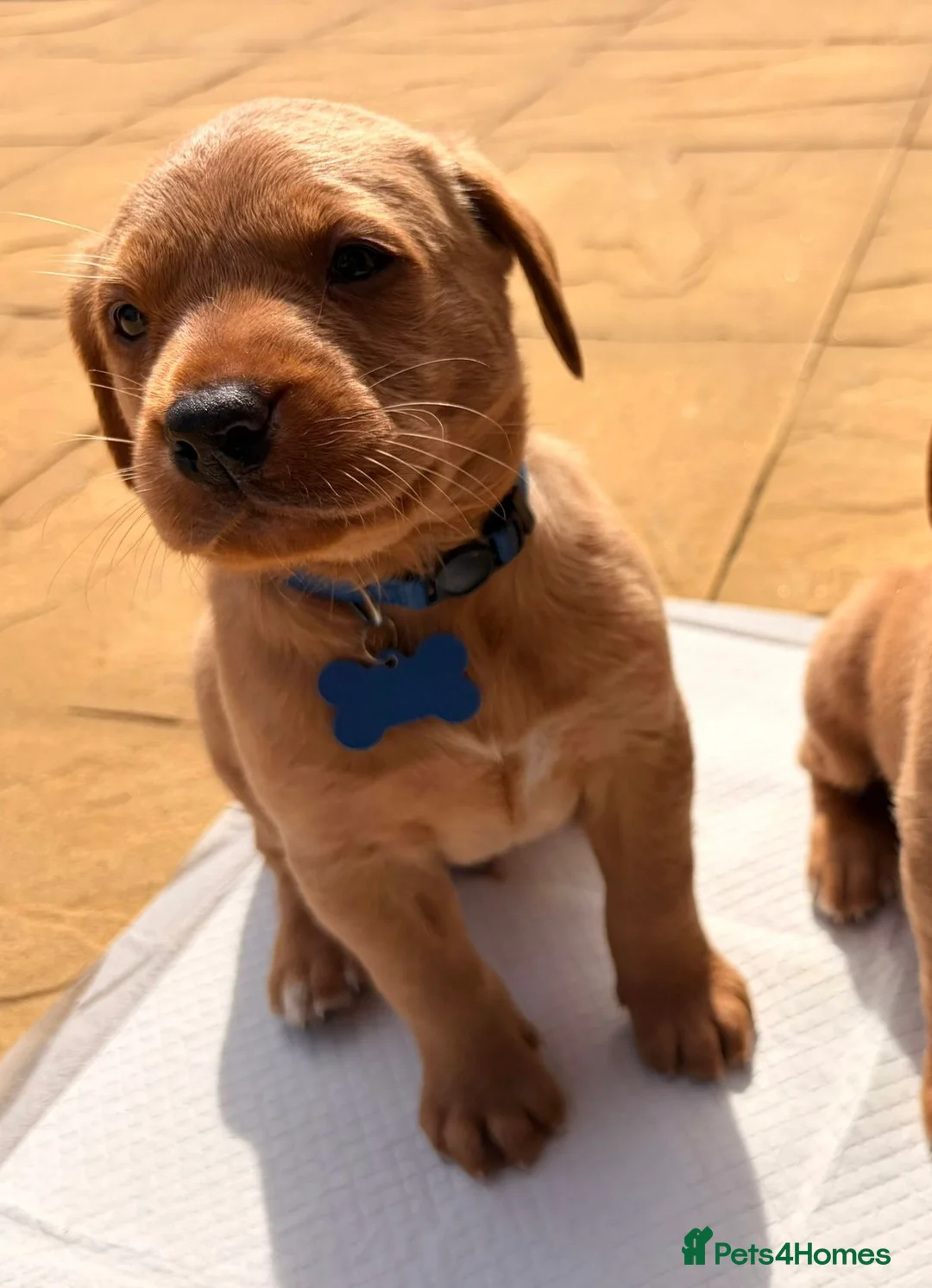 Labrador Retriever dogs for sale: Royal kennel club fox red Labrador puppies  - Advert 2