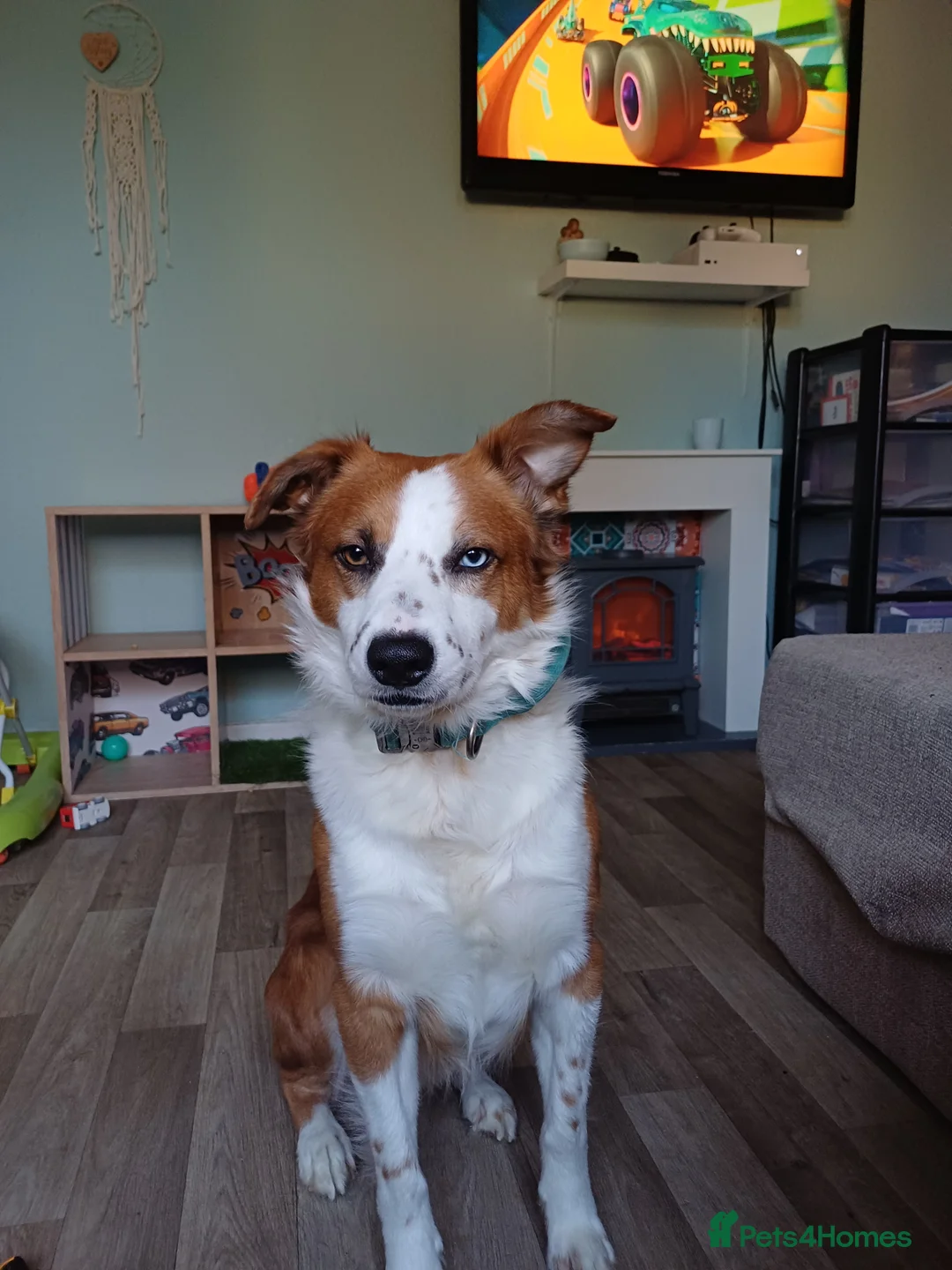 Mixed Breed dogs for sale: Almost 3 year old intact male dog - Advert 3