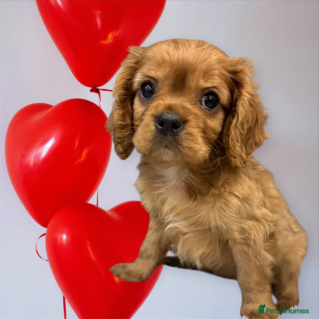 Cavalier King Charles Spaniel dogs for sale: **KC REGISTERED DNA CLEAR 🧬 CAVALIER PUPPIES** - Advert 12