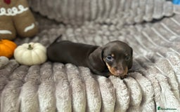 Dachshund dogs for sale: Dachshunds mini puppies   - Image 34