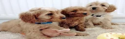 Cavapoo dogs for sale: F1 Cavapoo Puppies  - Advert 5