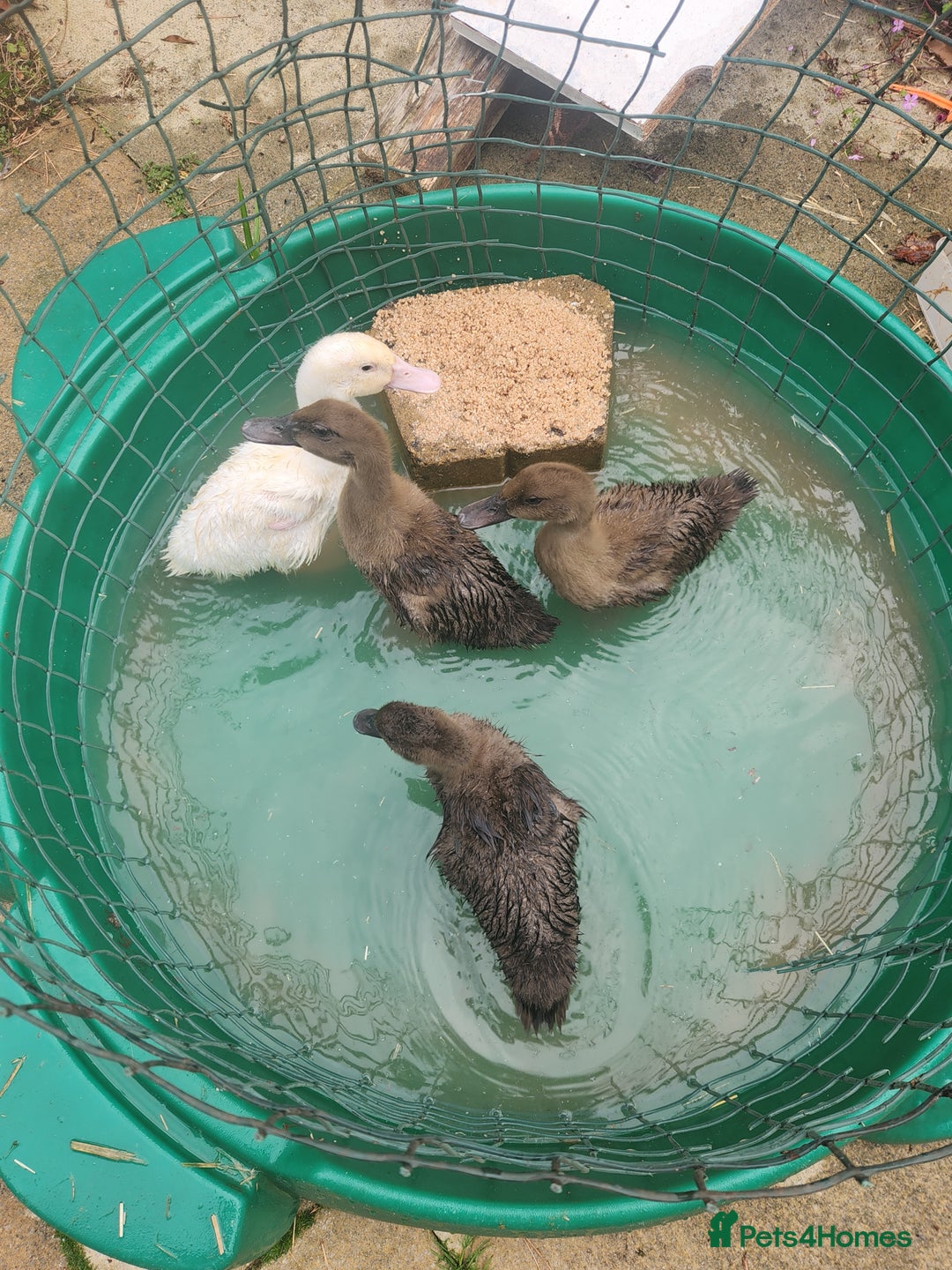 Ducks poultry for sale: 4 khaki campbell ducks  - Image 1