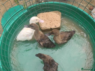 Ducks poultry - Advert 1